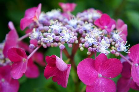 2011-6-22-富良野～ 241.jpg